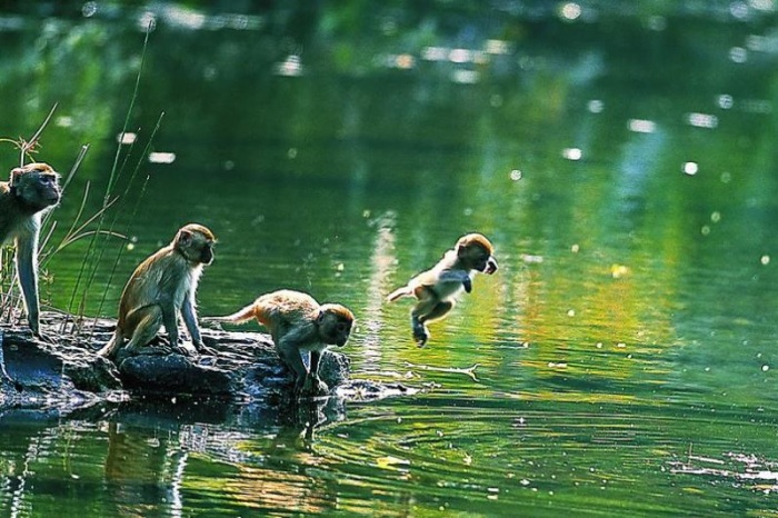 Тайский заповедник дикой природы Phu Khieo