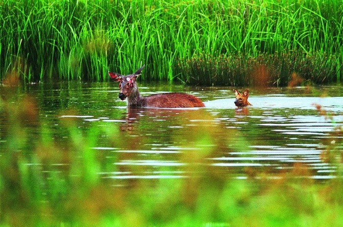 Тайский заповедник дикой природы Phu Khieo