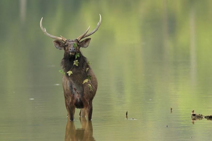 Тайский заповедник дикой природы Phu Khieo
