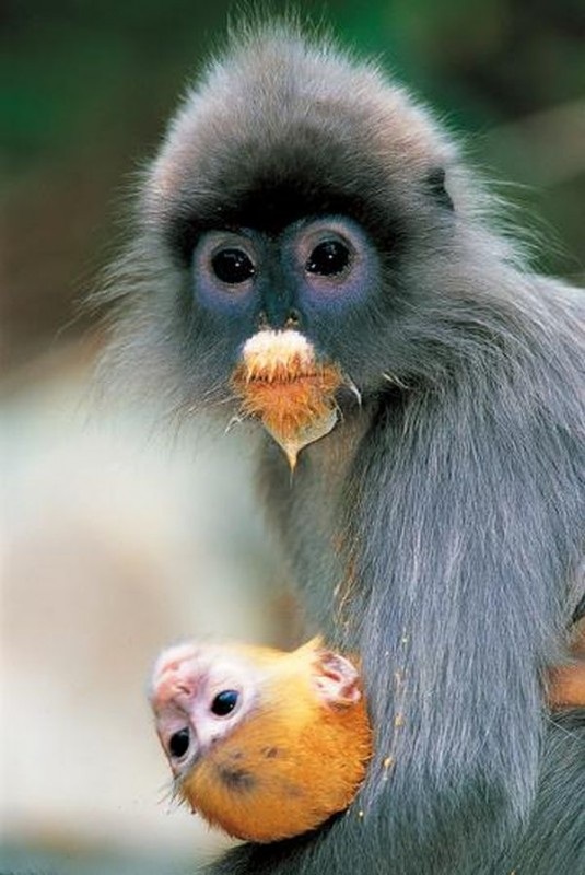 Тайский заповедник дикой природы Phu Khieo