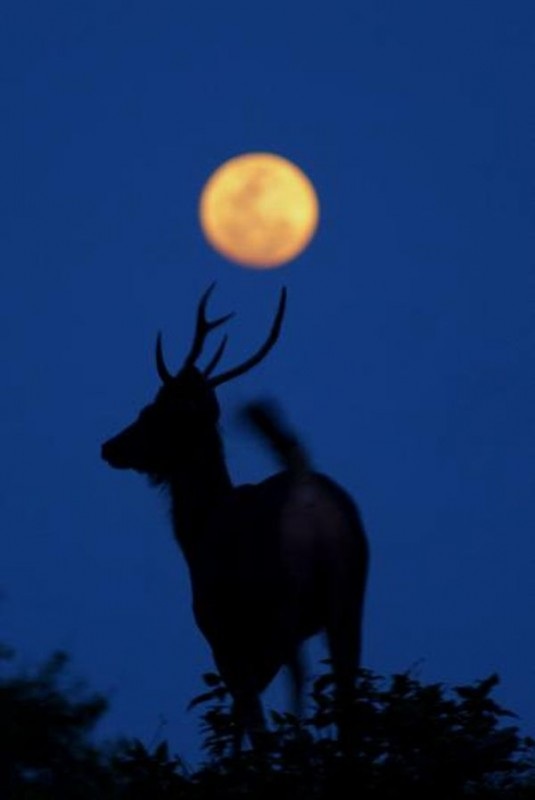 Тайский заповедник дикой природы Phu Khieo