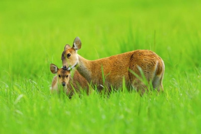 Тайский заповедник дикой природы Phu Khieo