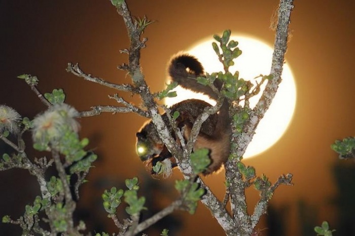 Тайский заповедник дикой природы Phu Khieo