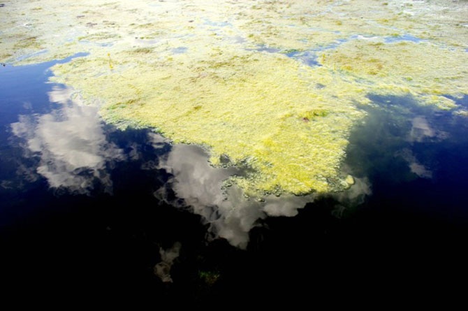 Дикая природа России 2012