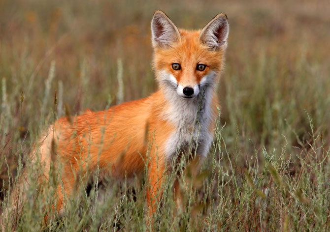 Дикая природа России 2012