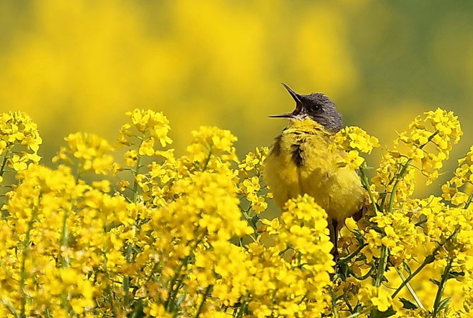 Дикая природа России 2012