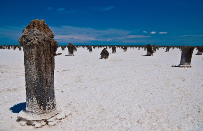 Дикая природа России 2012