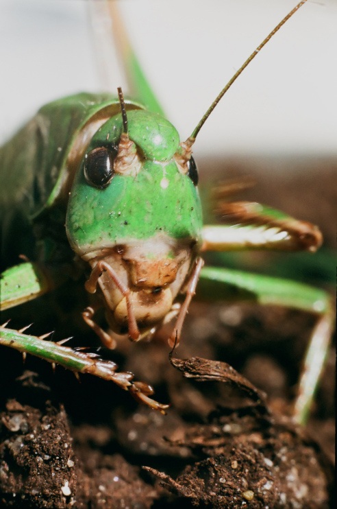 Дикая природа России 2012