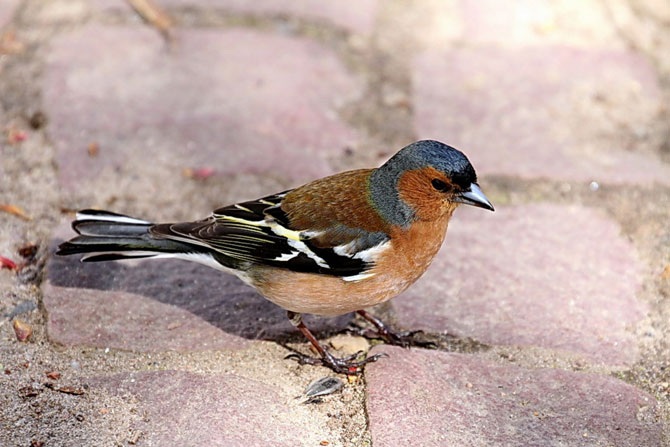 Дикая природа России 2012