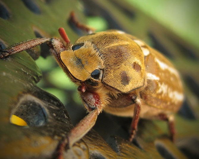 Дикая природа России 2012