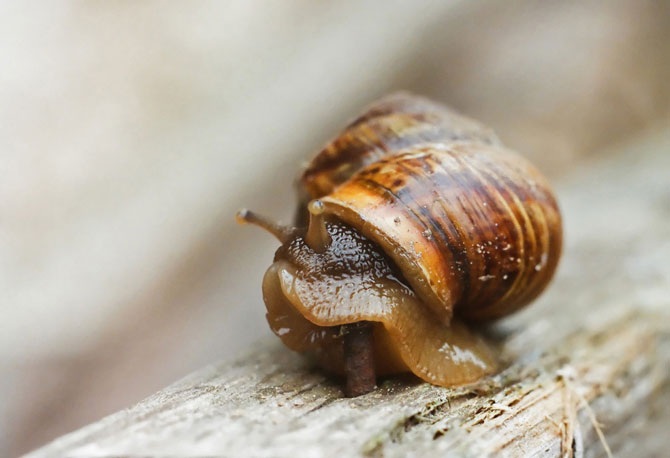 Дикая природа России 2012