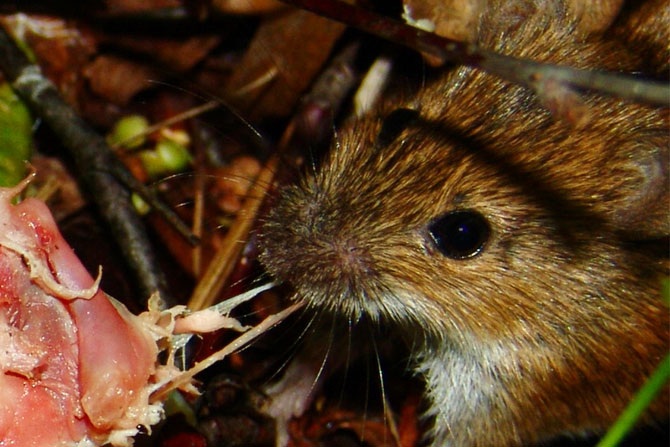 Дикая природа России 2012