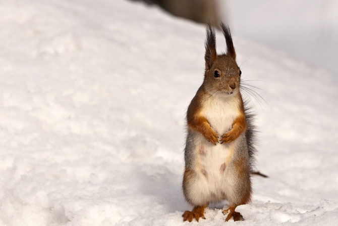 Дикая природа России 2012