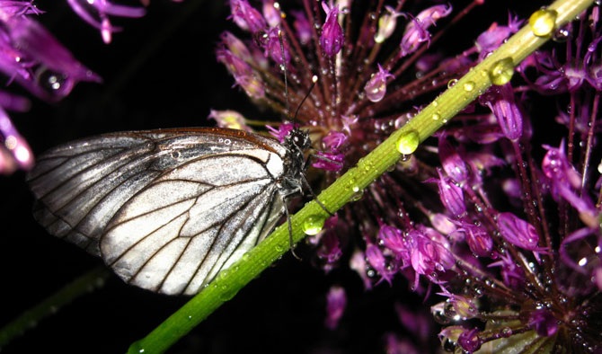 Дикая природа России 2012