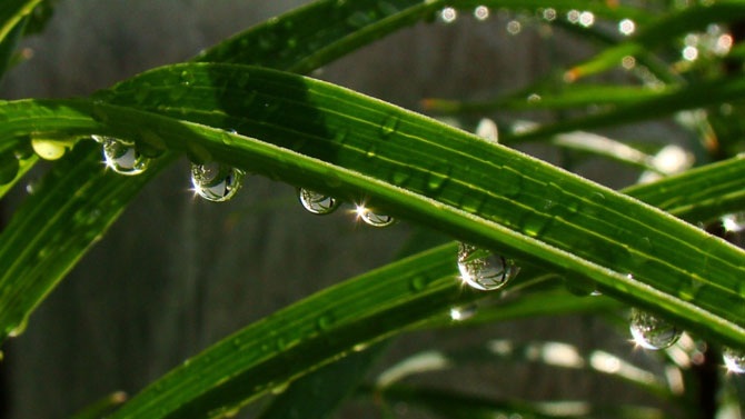 Дикая природа России 2012