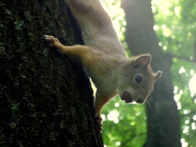 Дикая природа России 2012