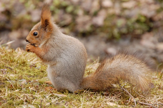 Дикая природа России 2012