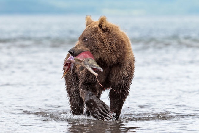 Дикая природа России 2012