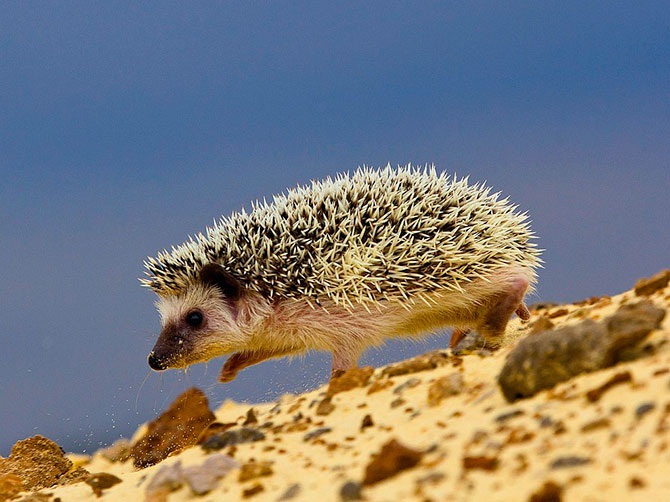 Лучшие фотографии National Geographic за сентябрь 2012