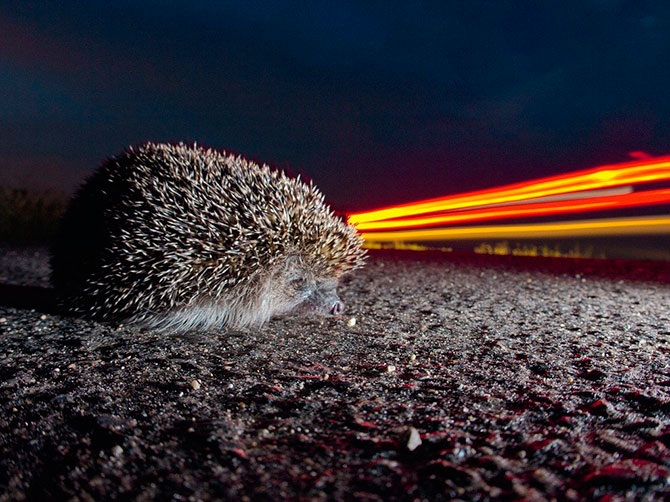 Лучшие фотографии National Geographic за сентябрь 2012