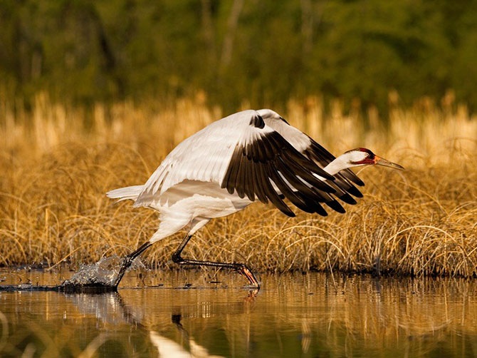 Лучшие фотографии National Geographic за сентябрь 2012