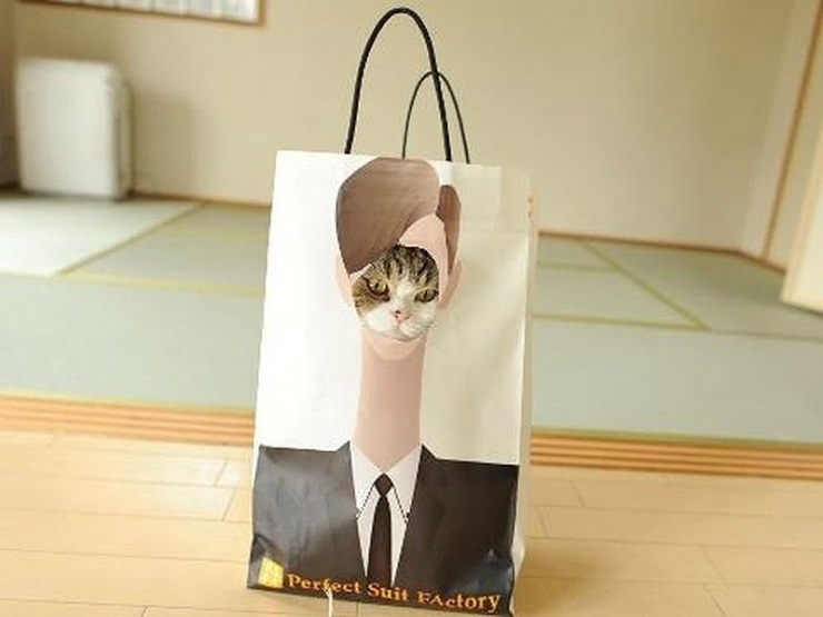 Кошки, которые не умеют играть в прятки