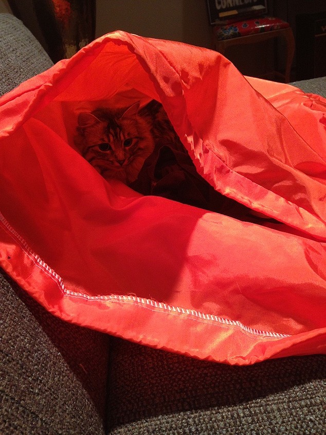 Кошки, которые не умеют играть в прятки