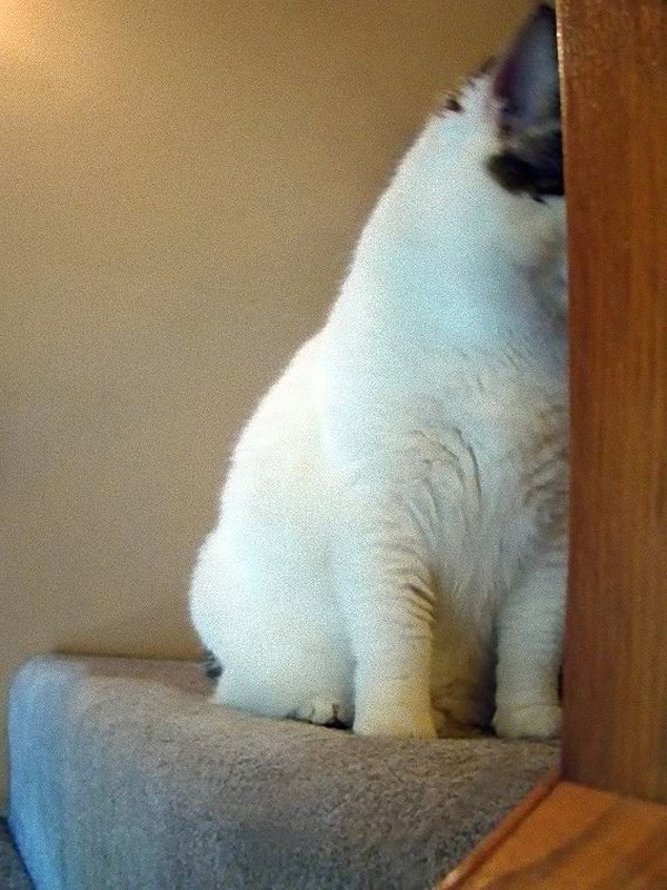 Кошки, которые не умеют играть в прятки