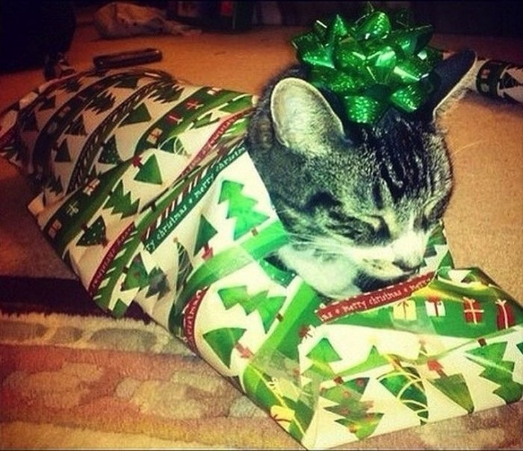 Кошки, которые не умеют играть в прятки