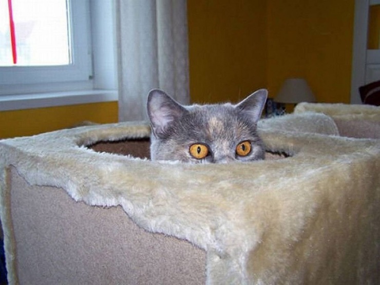 Кошки, которые не умеют играть в прятки