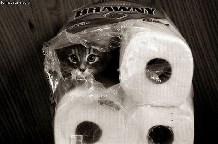 Кошки, которые не умеют играть в прятки