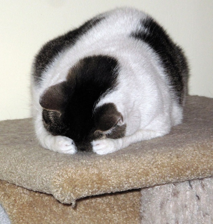 Кошки, которые не умеют играть в прятки