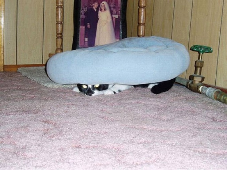 Кошки, которые не умеют играть в прятки