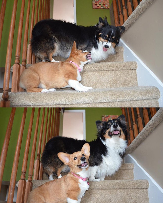 50 фотографии животных, которые вы просто обязаны увидеть