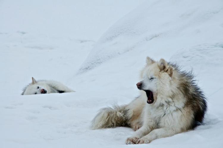 Гренландия - вечно белый остров (10 фото)