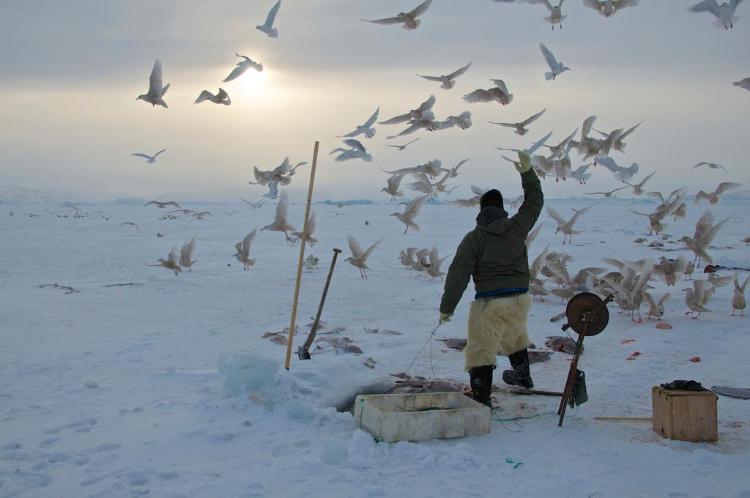 Гренландия - вечно белый остров (10 фото)