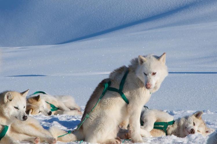 Гренландия - вечно белый остров (10 фото)