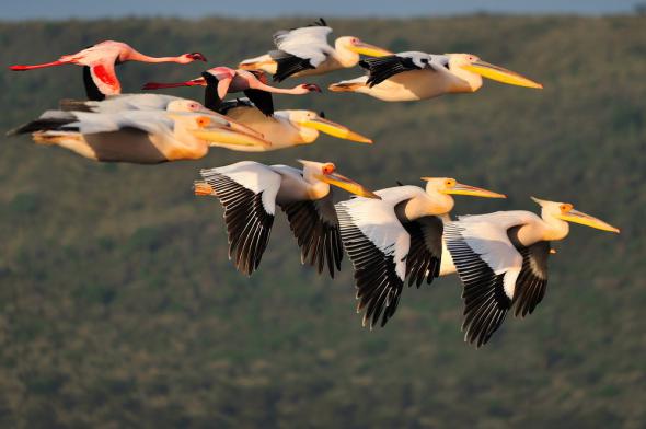 Животные и птицы