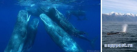 Животные-экстремалы