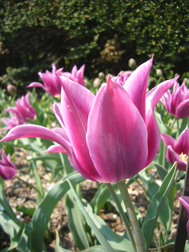 Цветочная биржа