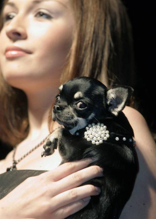 Московская неделя моды для домашних питомцев