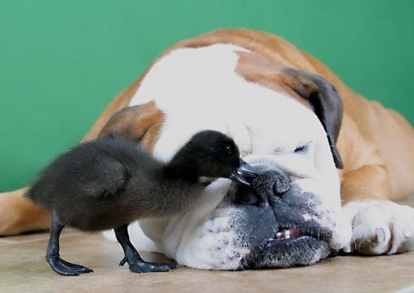 Фотопозитив