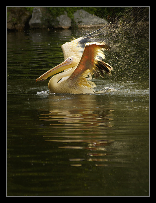 Фото животных