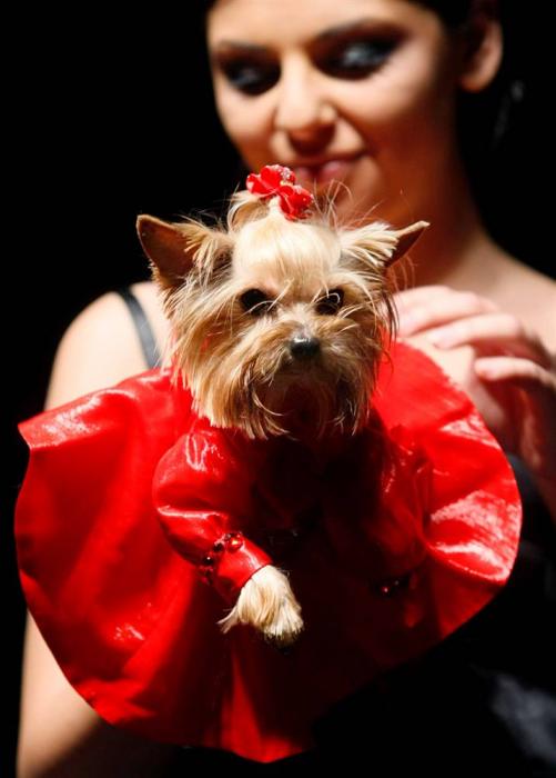 Московская неделя моды для домашних питомцев