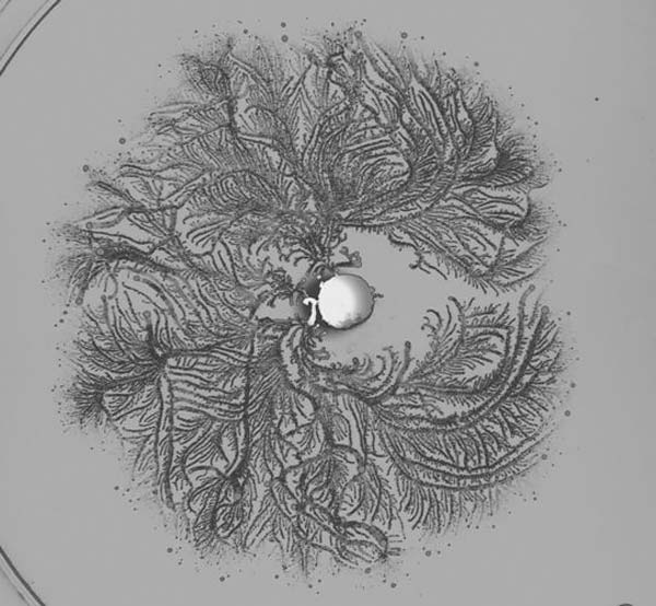 Звуки тишины