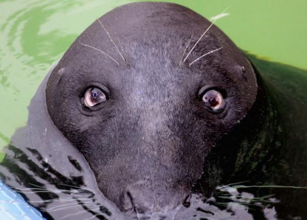 Любопытные животные (13 фото)