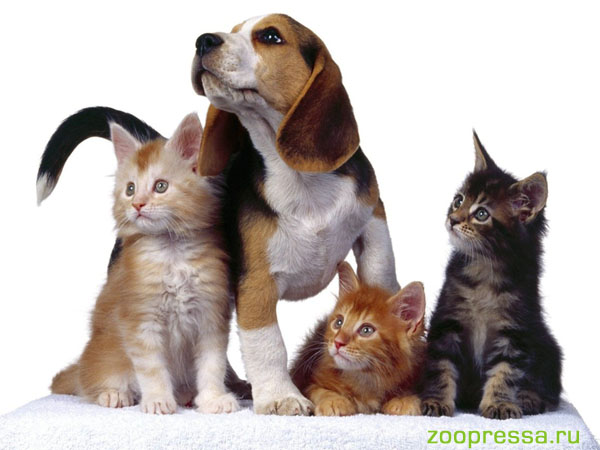 Любите домашних животных?