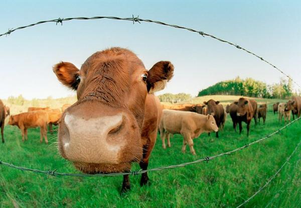 Любопытные животные (13 фото)